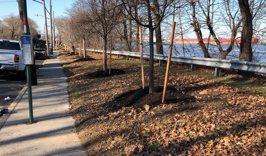 Street Tree Planting for the city of Staten Island, NYC. City and infrstructure project.