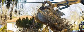 Best tree removal service and expert arborists in New York City